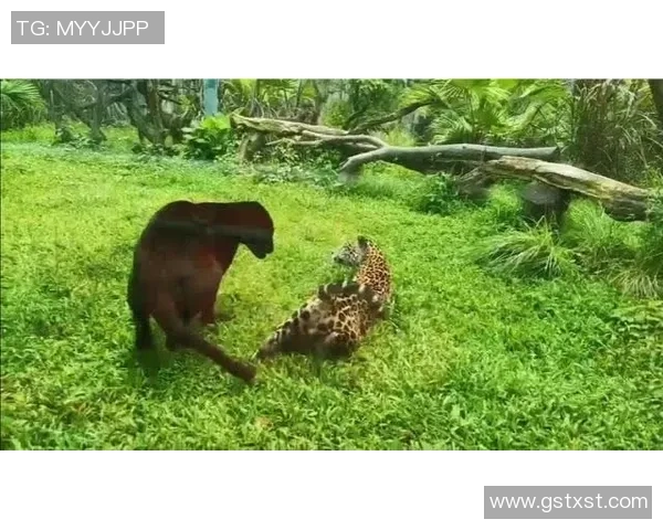 广东华南虎与深圳烈豹激战正酣精彩比分揭晓引发球迷热议